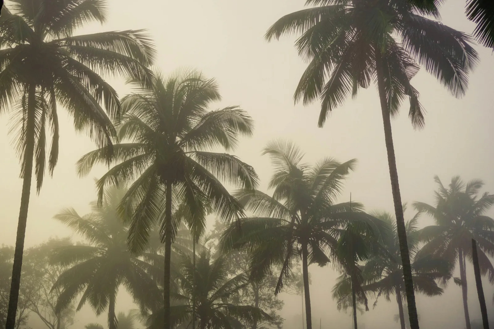 Palm trees standing in fog and wind