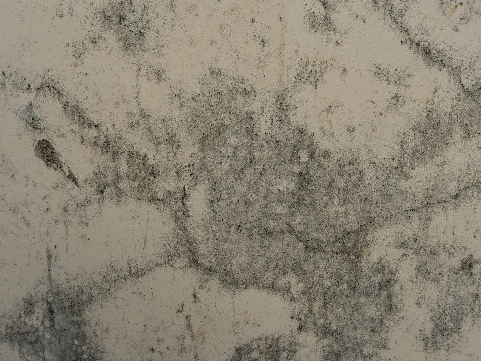 Close-up of mold growing on a textured wall