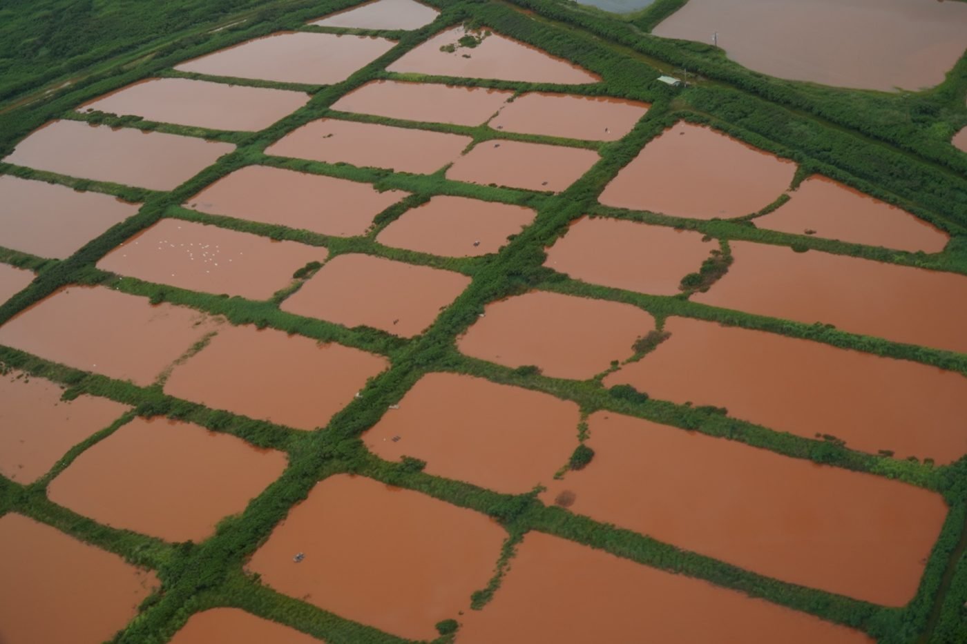 Flooded farm plots on the North Shore of Oʻahu filled with brown water, March 21, 2026