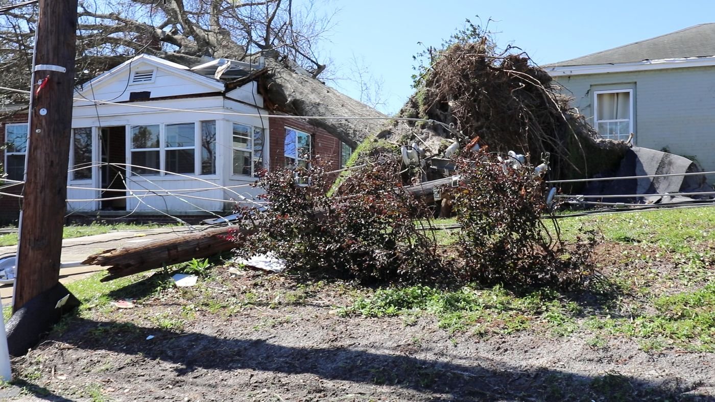 Large trees uprooted by hurricane winds lying on homes and a front yard
