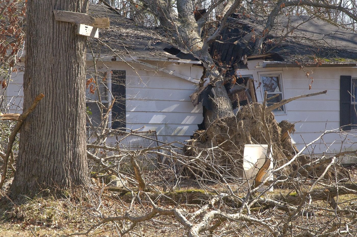 A large tree fallen through the roof and wall of a house