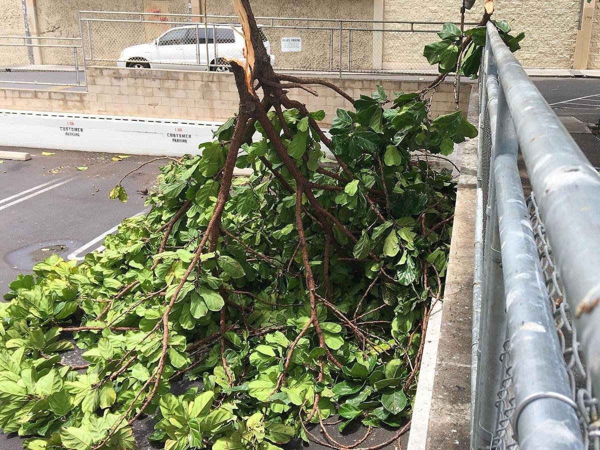 A broken tree limb resting against a fence and building on Oʻahu after Hurricane Lane in 2018 — the kind of minor-looking damage that can hide roof or gutter damage