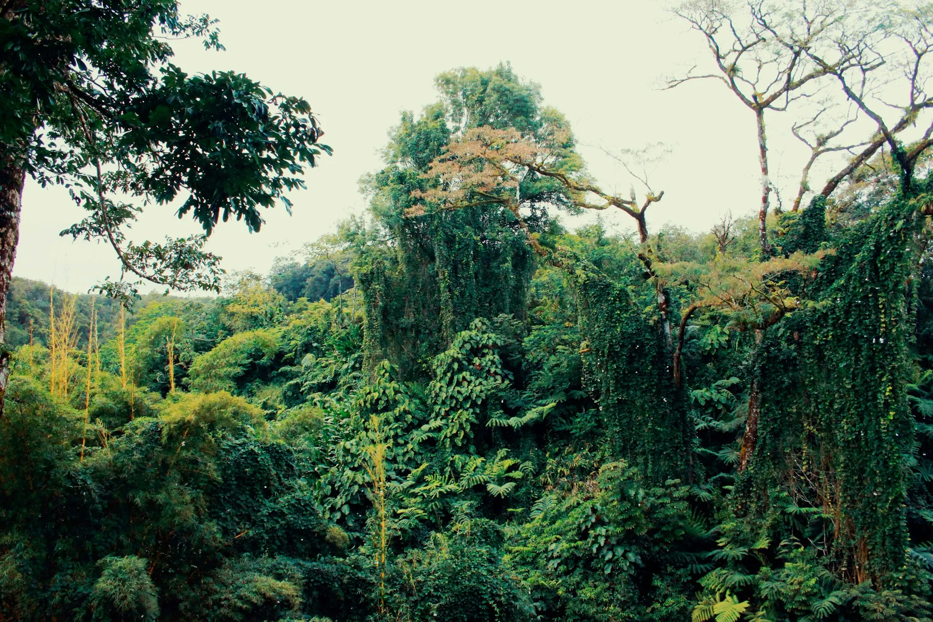 Dense green rainforest canopy near Hilo on the Big Island